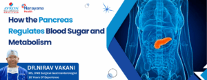 How Pancreas Regulates Blood Sugar and Metabolism