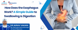 How Esophagus Work