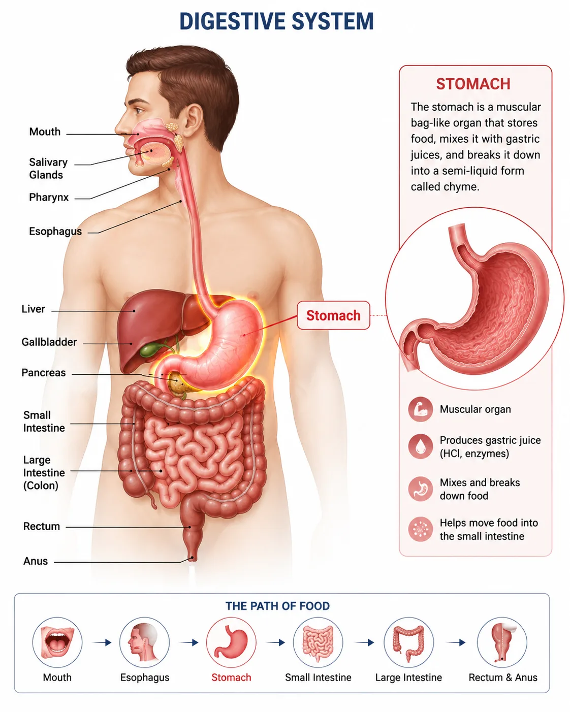 Digestive system diagram highlighting the stomach